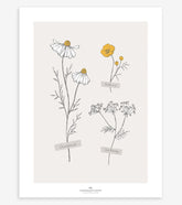 CHAMOMILE - Affiche enfant - Fleurs des champs