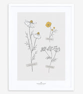 CHAMOMILE - Affiche encadrée enfant - Fleurs des champs