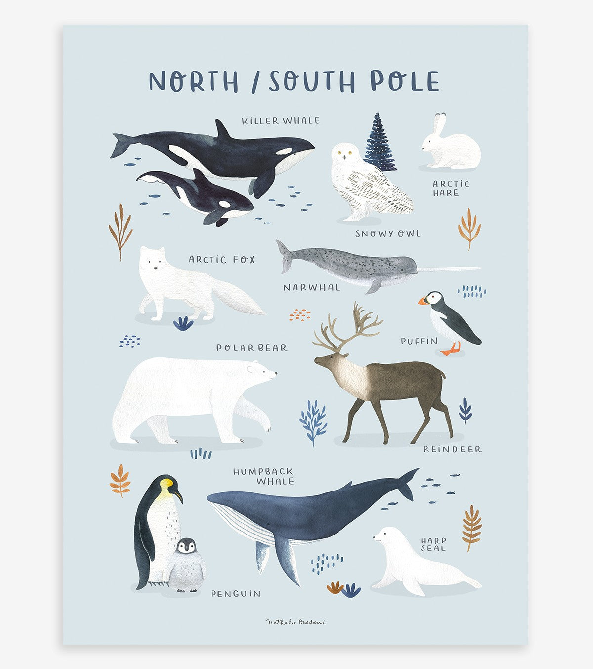LIVING EARTH - Affiche enfant - Animaux pôle nord et sud - Sans cadre  (affiche seule)