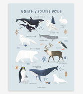 LIVING EARTH - Affiche enfant - Animaux pôle nord et sud