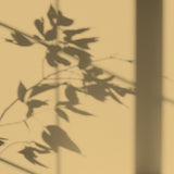 Peinture écologique Algo - Jaune Levant