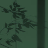 Peinture écologique Algo - Vert forêt de Pins