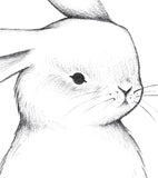BUNNY - Affiche enfant - Lapin de face