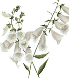 WELLINGTON - Lot de 2 affiches enfant - Fleurs, botanique