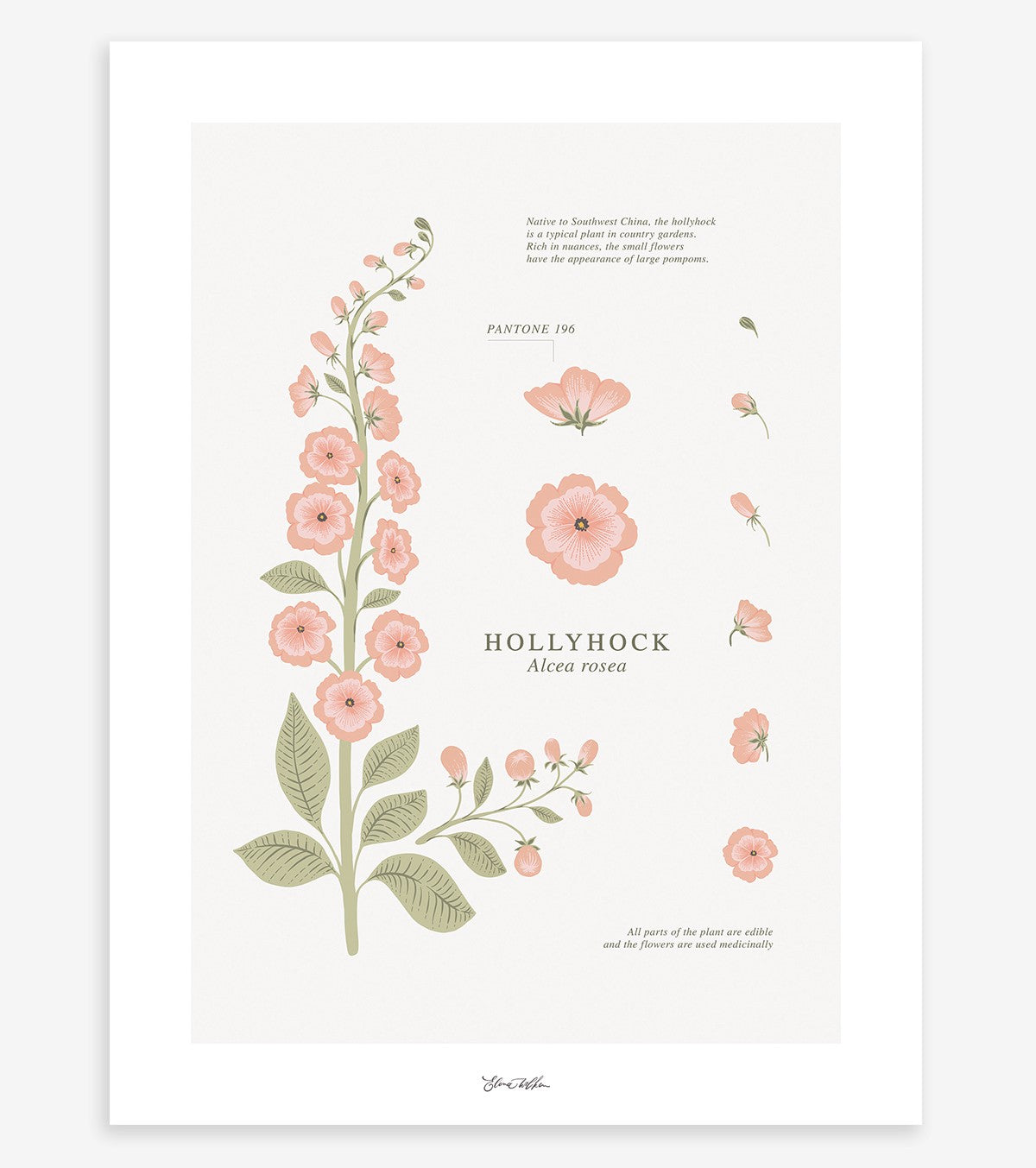 WILDFLOWERS - Affiche enfant - Rose trémière