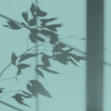 Peinture écologique Algo - Bleu-Vert Espiègle