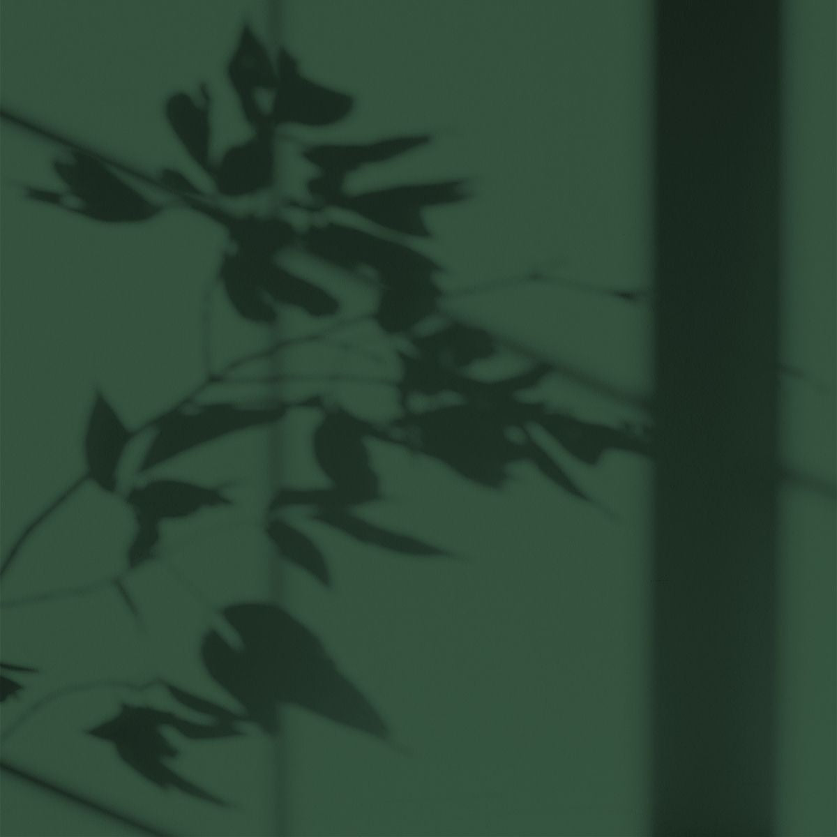 Peinture écologique Algo - Vert forêt de Pins